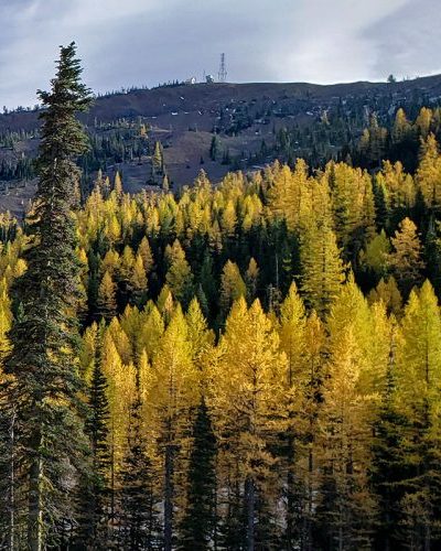 Yellow Western Larch in front of the Mission Ridge Ridgeline