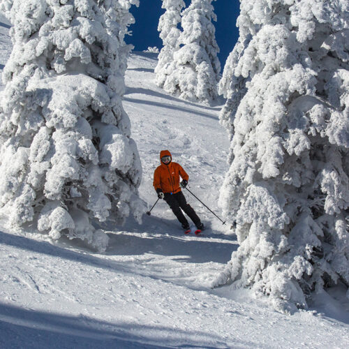 Skier wearing orange jacket is skiing between snow-covered trees off-trail near the top of Chair 2 at Mission Ridge. It is a mostly sunny day with some shady spots from the trees.