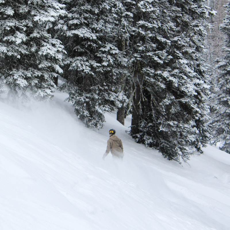 a young boarder in brown sprays power off piste with snowy conifers in the background