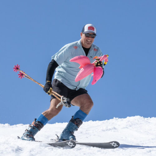 a male skier in shorts lords over his horde of pink plastic flamingos