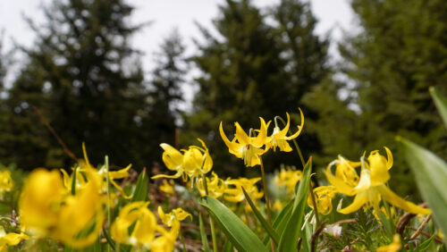 Glacier lilies at Mission Ridge with forest in background. 