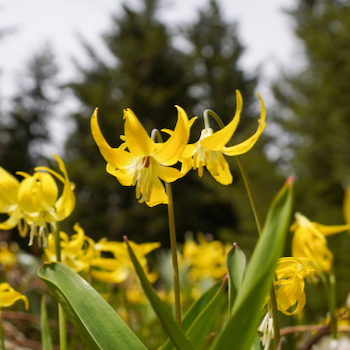 Glacier Lilies on the Lake Clara trail at Mission Ridge.