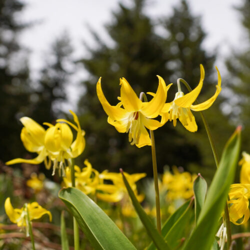 Glacier Lilies on the Lake Clara trail at Mission Ridge.