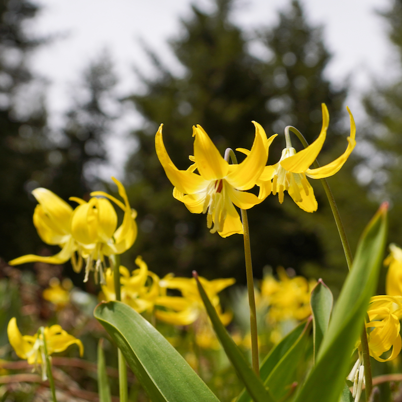 Glacier Lilies on the Lake Clara trail at Mission Ridge.