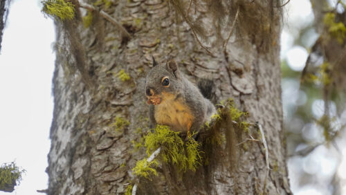 A squirrel sits on a tree branch with the tree trunk in the background. 