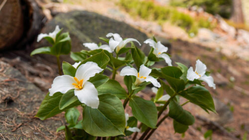 Trilliums in bloom with white flowers on the Lake Clara trail. 