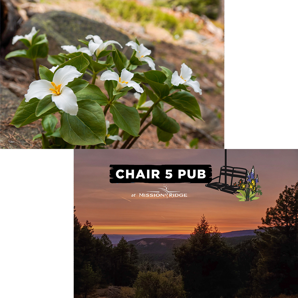 A two image collage, with the right image showing the text "Chair 5 Pub at Mission Ridge" overlaid on a photo of an orange sunset with trees and grass in the foreground, and the left photo showing a close-up image of some white flowers with three petals each.