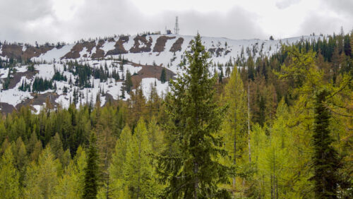 A view of a springtime forest with the bright green colors of new growth, with a snowy mountain in the background.