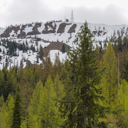A view of a springtime forest with the bright green colors of new growth, with a snowy mountain in the background.