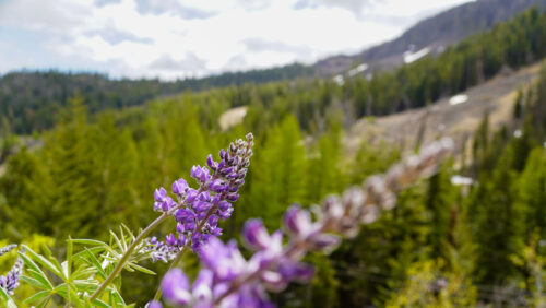 A view of a purple lupine flower with a forest in the background. 