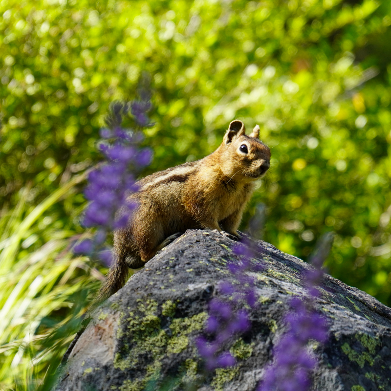 A squirrel sitting on a rock, with grass in the background and the dash of color from a few purple flowers.