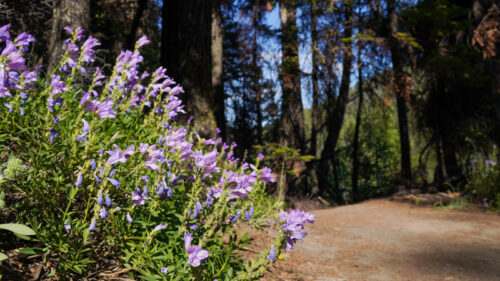 Blue-purple flowers along the side of a dirt path in the forest.