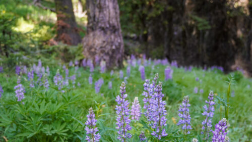 Purple lupine flowers in a small green meadow surrounded by evergreen trees.