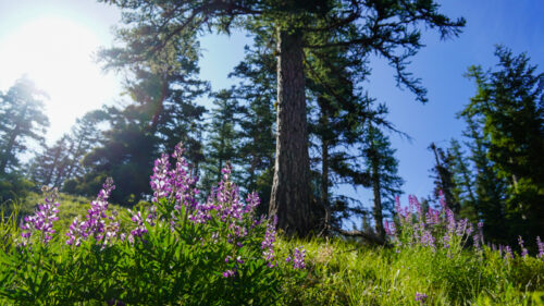 Purple lupine flowers with trees, blue sky, and sun in the background.