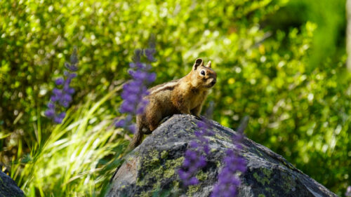 A squirrel sitting on a rock, with grass in the background and the dash of color from a few purple flowers.