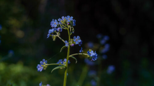 Blue flowers with a dark background and the blurred image of a few other flowers.