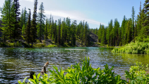 A photo of a lake with trees in the background and blue sky. In the foreground is a vibrant green shrubby plant.