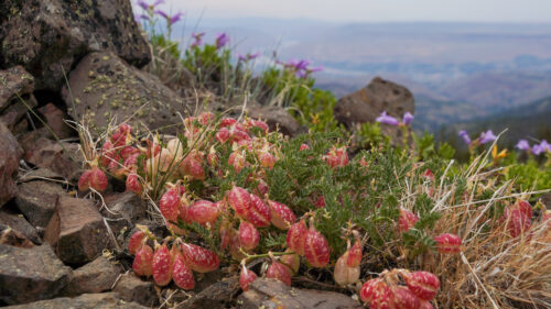 Close-up of vibrant alpine wildflowers growing among basalt rocks in the Wenatchee Mountains, Washington. In the foreground, inflated red-and-white seed pods of a low-growing milkvetch (Astragalus species) contrast with green fern-like leaves and surrounding dry grasses, while purple wildflowers and a hazy mountain valley appear in the background.