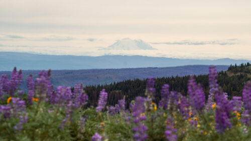 A mountain view showing a field of purple flowers in the foreground with rows of ridge lines fading into the background, where a tall, snowy mountain dominates the scene. 