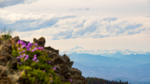 A mountain view showing a small pink flower clinging to a rocky slope. In the background, a large green valley and a snowy mountain range along the horizon punctuate the dramatic scene. 