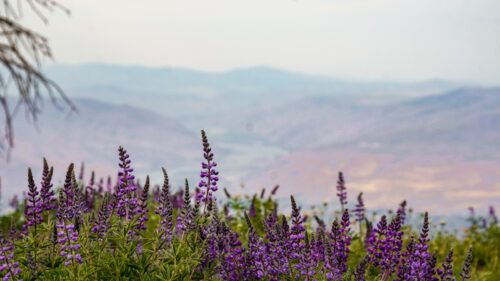 A field of purple flowers overlooking an earthen-toned valley with a river running through the middle. 