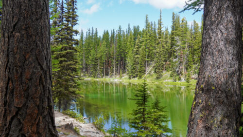 A forest-bound lake with blue skies and conifer trees surrounding a small, placid body of water that reflects the trees. 