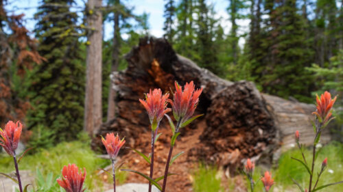 A group of red paintbrush flowers, with a fallen tree in the mid ground and a dense forest of conifers in the background. 