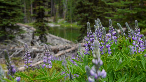 Purple lupine flowers grow in abundance in a grassy meadow. In the distance, there are a couple conifer trees and a small lake. 