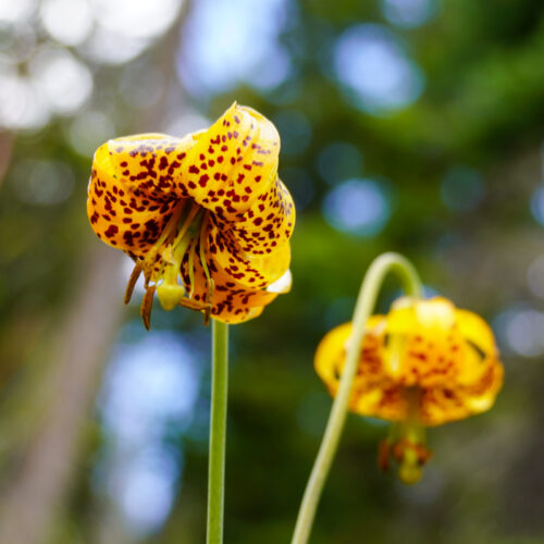 A summery close up photo of 2 yellow flowers with dark brown spots that are hanging downward. They are Columbia lilies. The background is blurred with faintly decipherable trees, clouds, and blue sky.