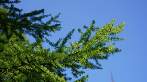 A tamarack tree branch with blue sky in the background.