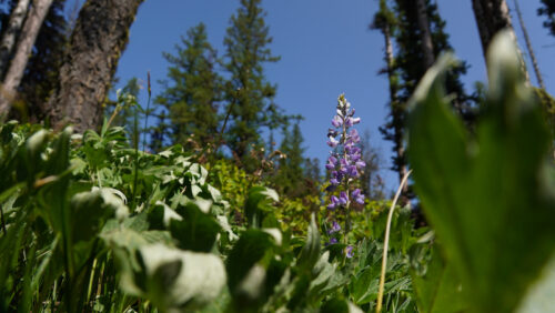 A purple lupine flower amid a green meadow with trees and blue sky in the background.