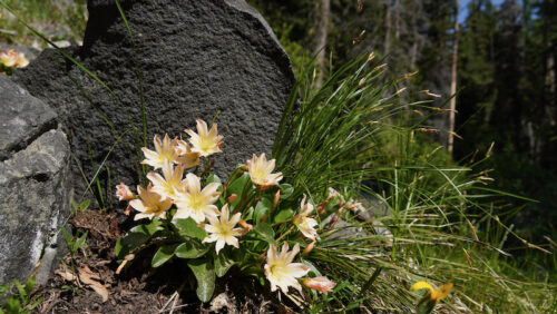 A clump of pale yellow lewisia flowers nestled at the base of a dark grey rock, with green grasses and meadow plants in the background.