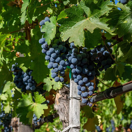 A vibrant close-up image of ripe purple grapes hanging in clustered bunches on a vineyard vine. The grapes are nestled among lush green leaves, with sunlight filtering through to highlight their rich color and smooth texture. A wooden trellis and irrigation tubing are visible, indicating a well-maintained vineyard during the peak of growing season.