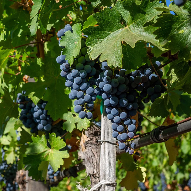 A vibrant close-up image of ripe purple grapes hanging in clustered bunches on a vineyard vine. The grapes are nestled among lush green leaves, with sunlight filtering through to highlight their rich color and smooth texture. A wooden trellis and irrigation tubing are visible, indicating a well-maintained vineyard during the peak of growing season.