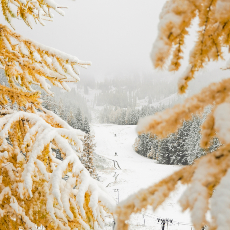 A view of Mission Ridge's lower slopes coated in fresh snow, framed by the boughs of 2 golden larches.