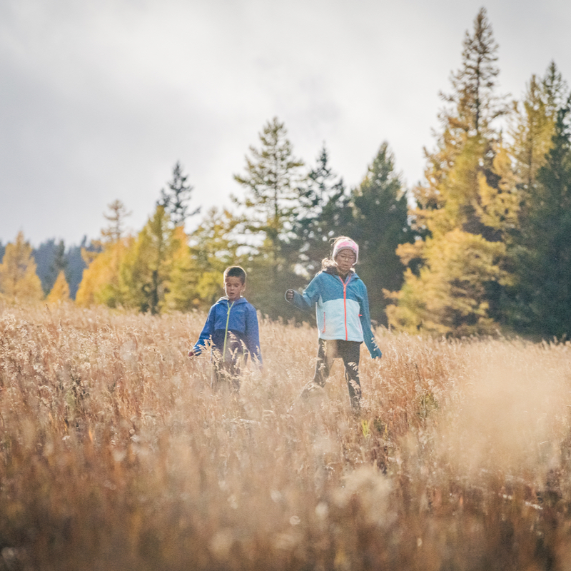 2 kids walk through a meadow of dry grass with the fall colors of the tamaracks in the background at Mission Ridge.