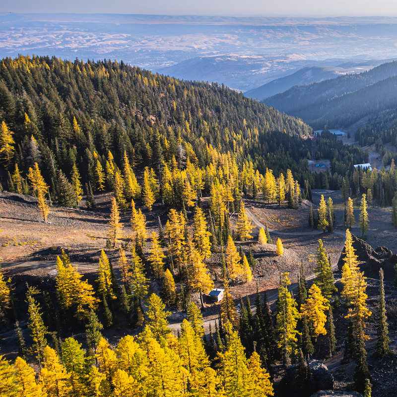 Aerial view of Mission Ridge in the fall with the golden tamarack trees.