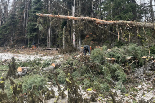 A crew works to clean up downed trees at Mission Ridge.