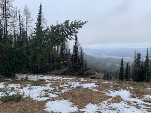 Fallen trees overhanging a ski trail at Mission Ridge with patchy snow coverage.