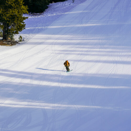 a skier passes a tree on a sunny groomed run