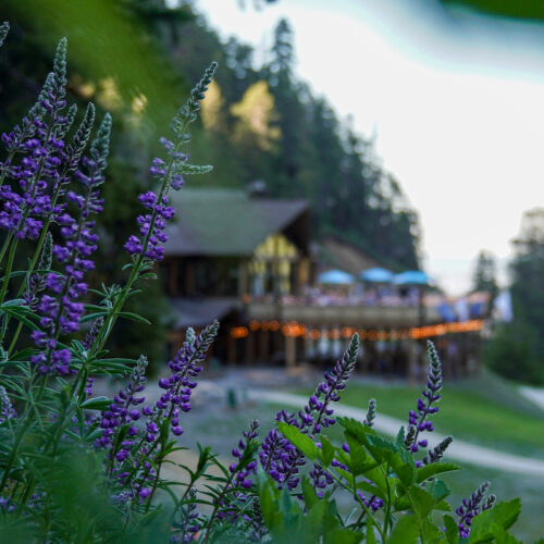 Lupine flowers in front of the Hampton Lodge at Mission Ridge.