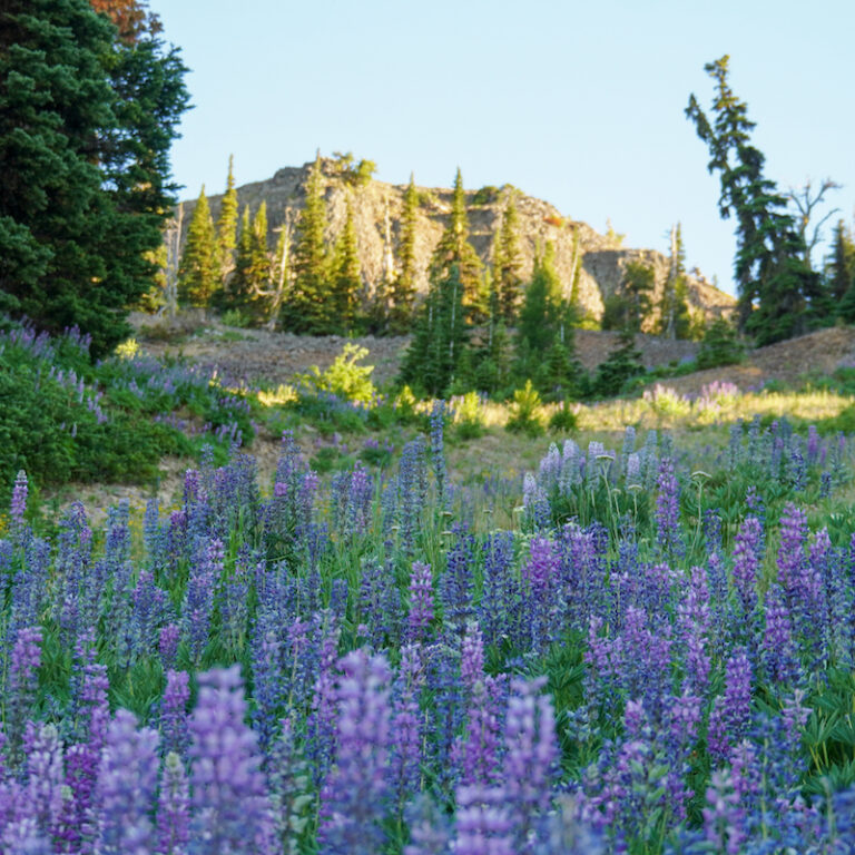 Mission Ragi Summer | Mission Ridge Ski and Board Resort