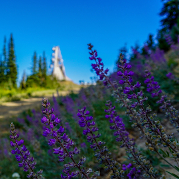 Lupine flowers in front of the radio tower at the top of mission ridge on a sunny day.