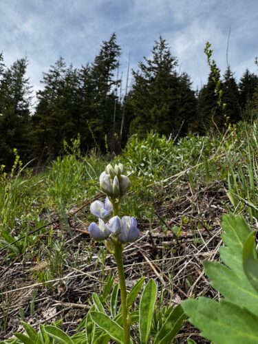 Early lupine flower buds at Mission Ridge.