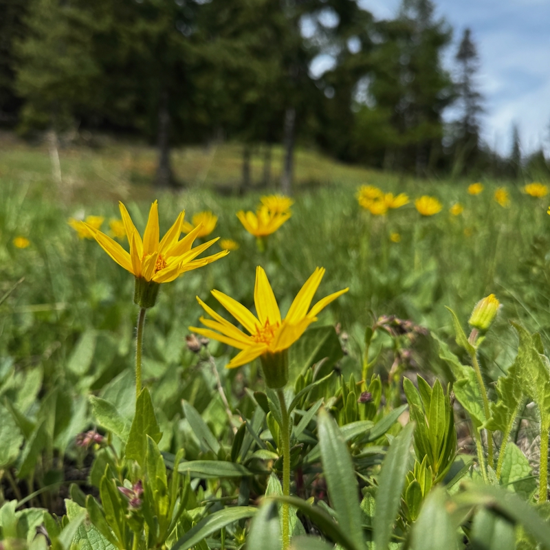 Spring flowers at Mision Ridge
