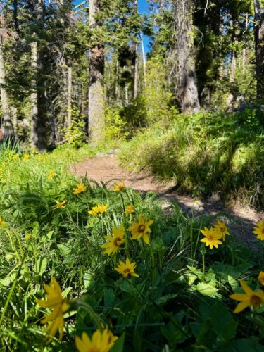 Yellow wildflowers bloom beside a dry forest trail near Mission Ridge in late spring.
