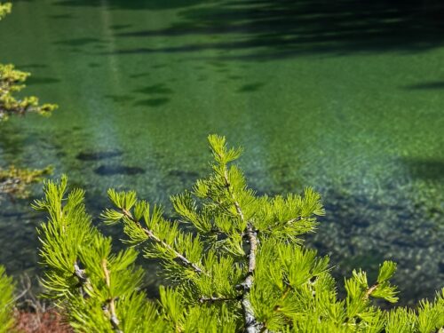 Bright green larch needles frame the clear water of Lake Clara.