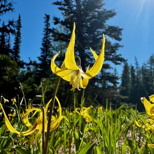 Close-up of yellow glacier lilies blooming in morning sunlight along the Lake Clara Trail.