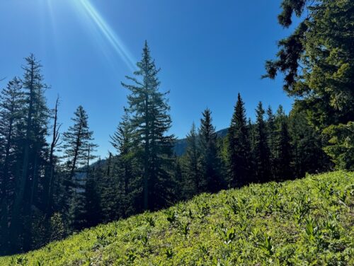 Spring greenery and evergreen trees on a sunny mountainside near Mission Ridge.