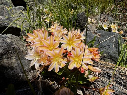 Tweedy’s lewisia blooming among rocky outcrops near the Lake Clara Trail.